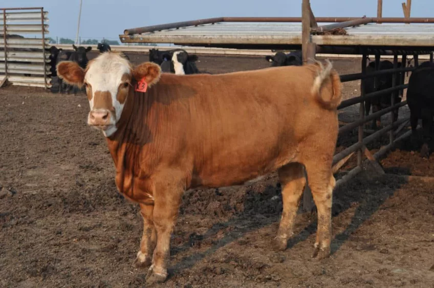 cattle-2