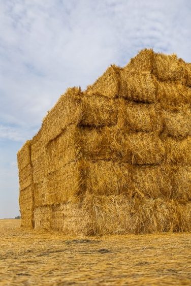 Drought Prompts Hay Relief Effort for Northern Plains Ranchers