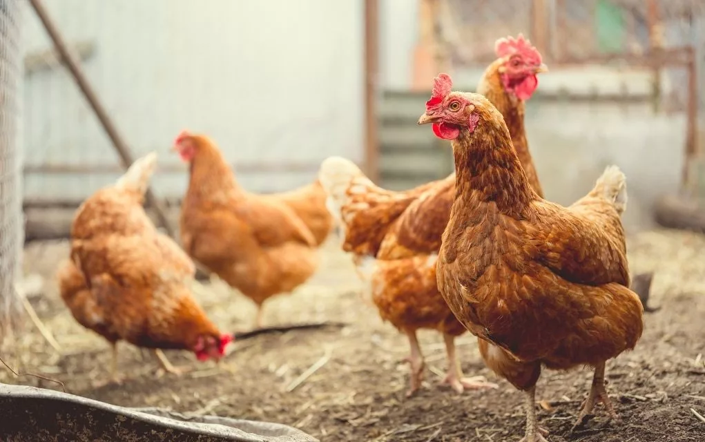 web-photo-template-1020x640-2024-09-05t065130-972