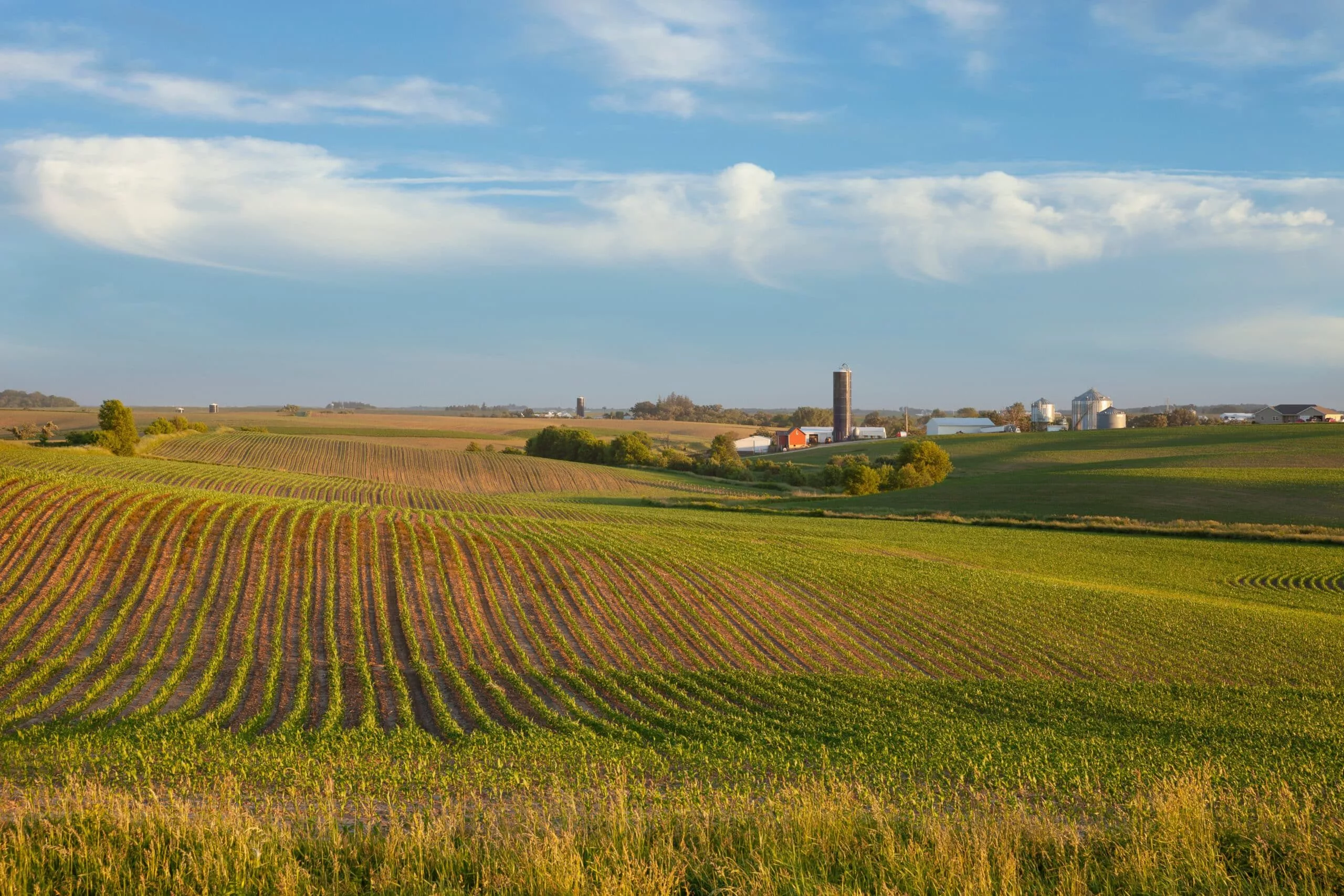 iowa-farm-and-fields-of-young-corn-at-sunset-on-a-beautiful-day-in-late-spring