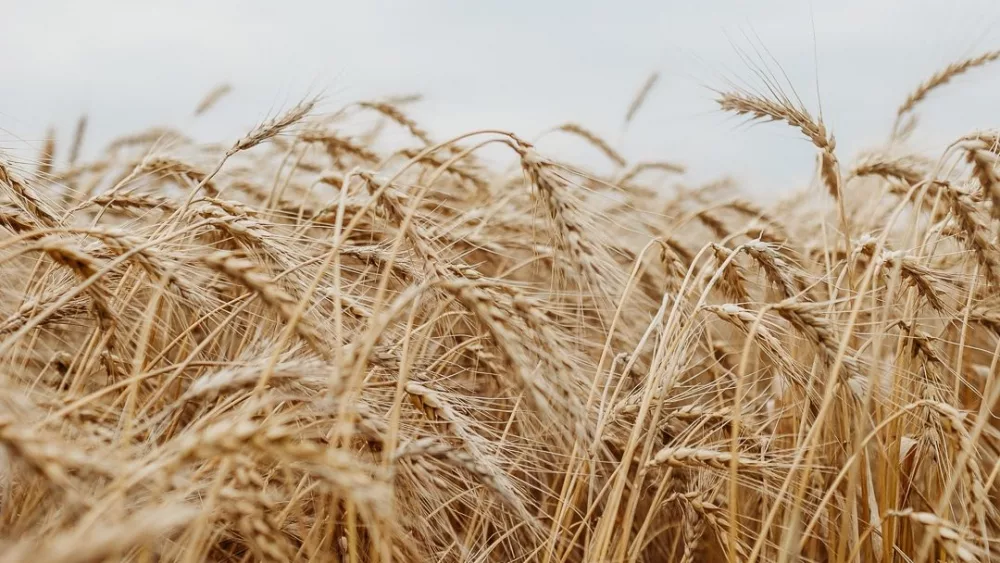 wheat-2