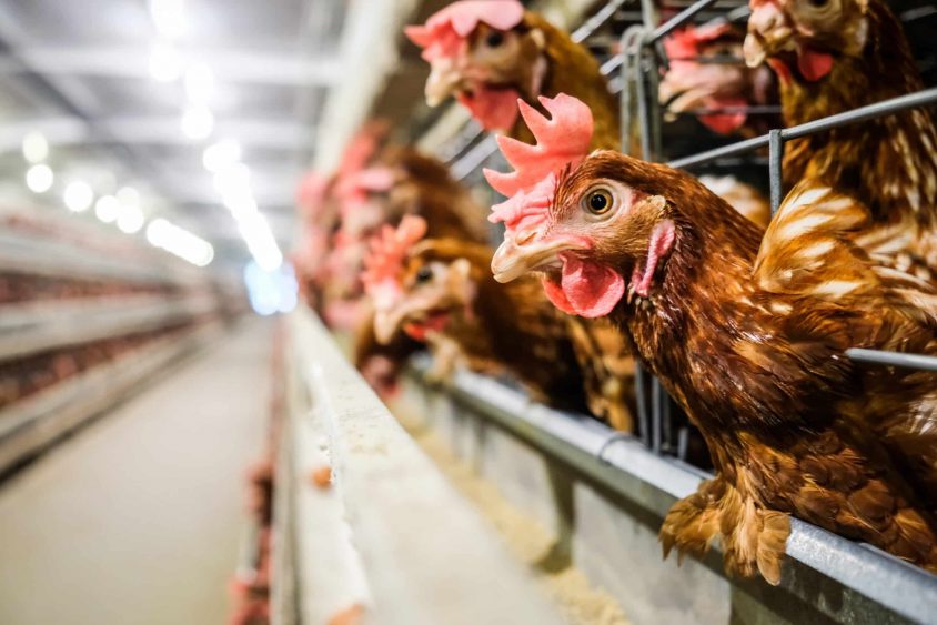 New Strain of Bird Flu Hits California Flock | American Ag Network