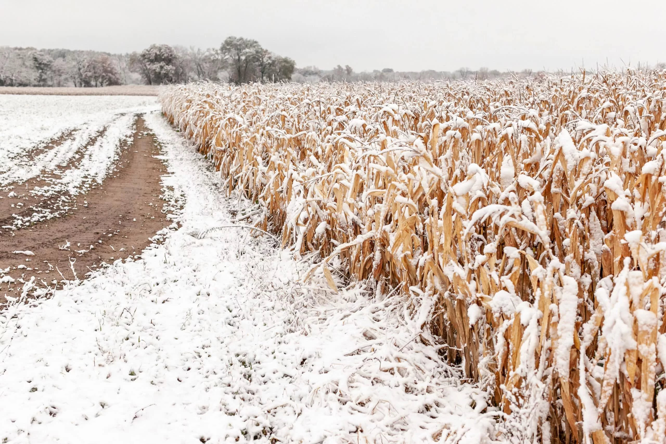 a-farm-lane-along-a-snow-covered-standing-field-of-corn