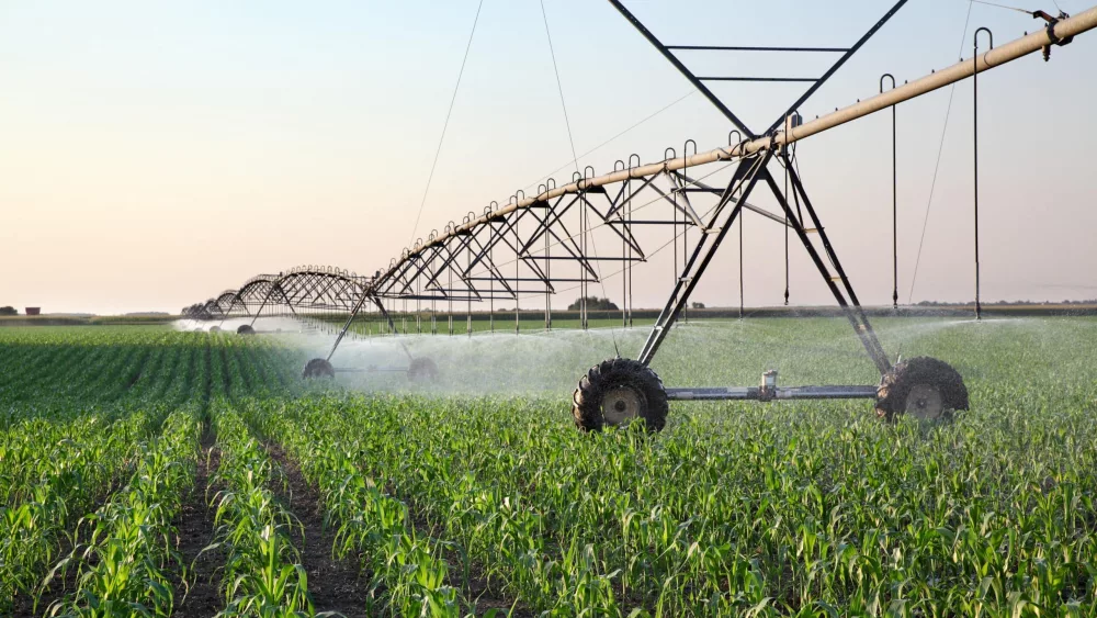 corn-field-watering-in-spring