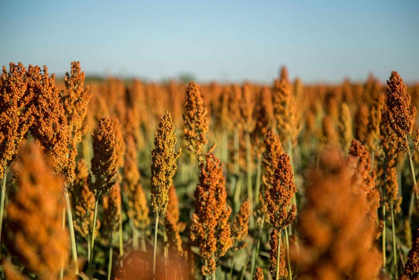 National Sorghum Producers Applauds Long-Awaited 45Z Implementation