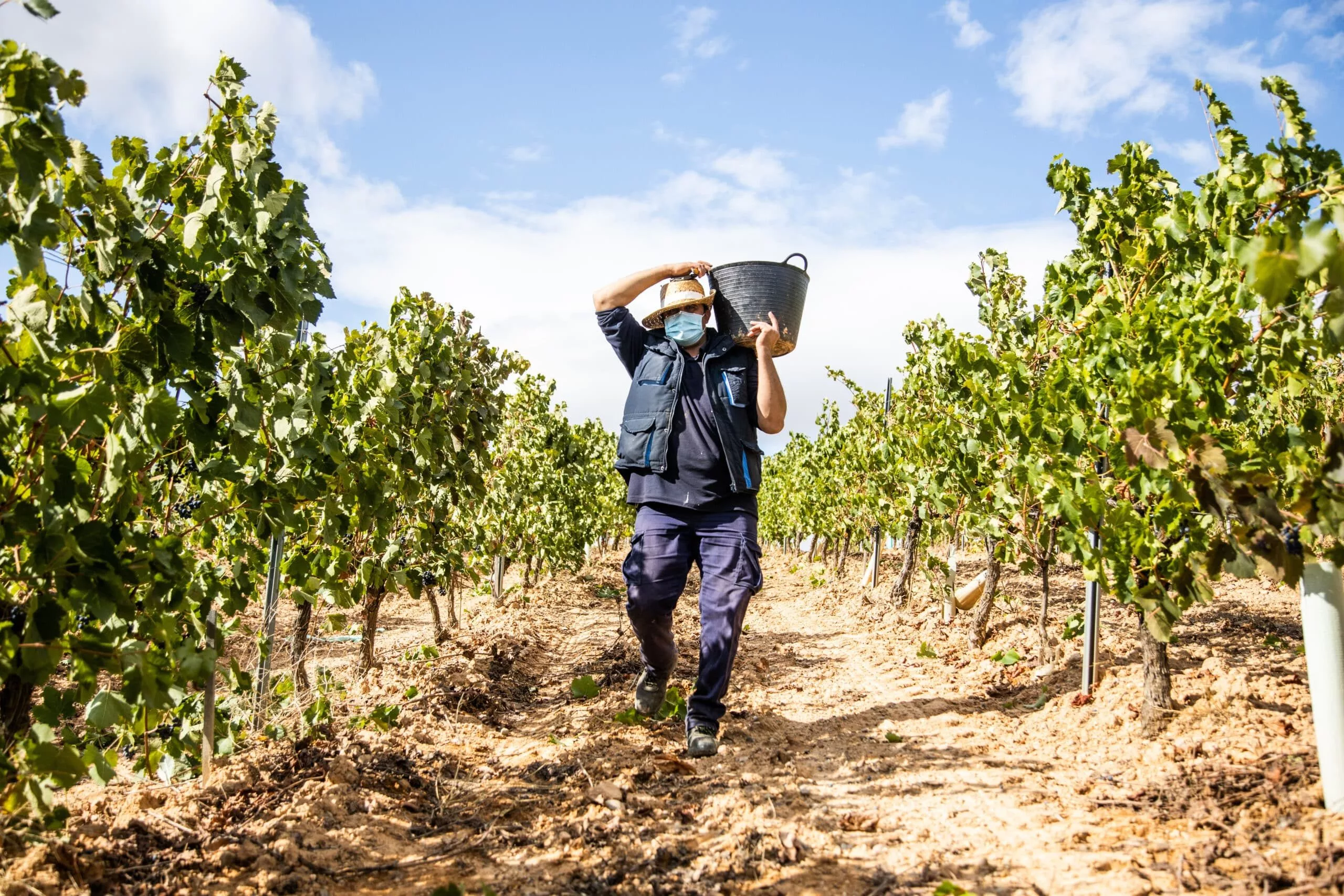 adult-male-worker-collecting-bunches-of-grapes-in-his-basket-for-harvest-in-a-vineyard-basket-in-the-elbow