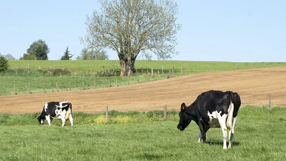 Two black and white cows are grazing in a green pasture. Behind them is a freshly plowed field, a large tree, and rolling grassy hills under a clear blue sky.
