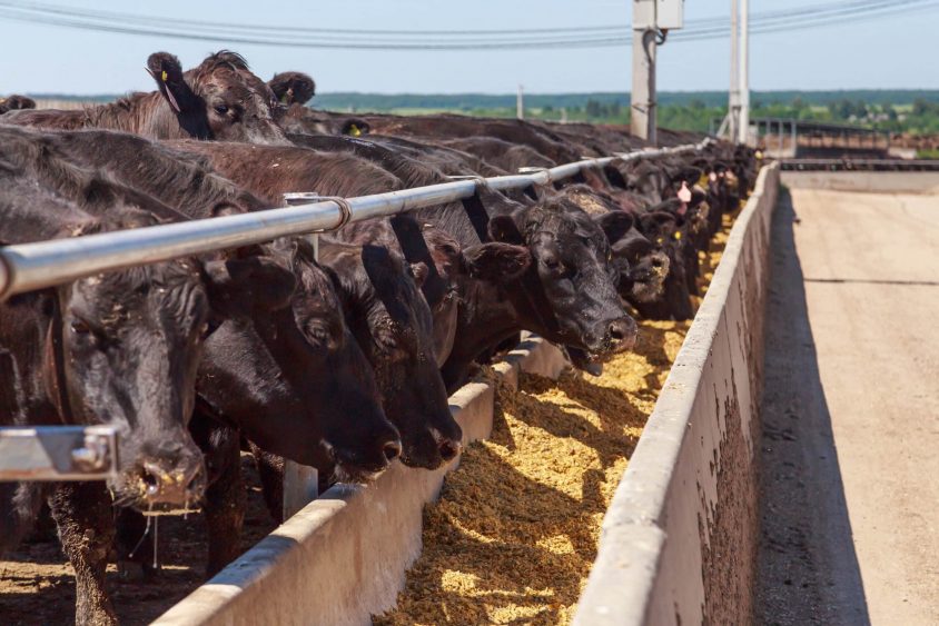 Beef Production Drops More Than Expected
