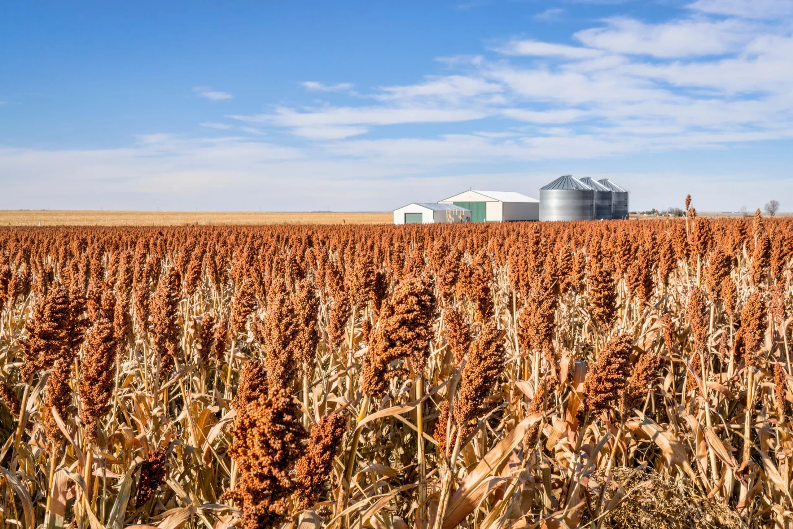 sorghum-field-in-kansas