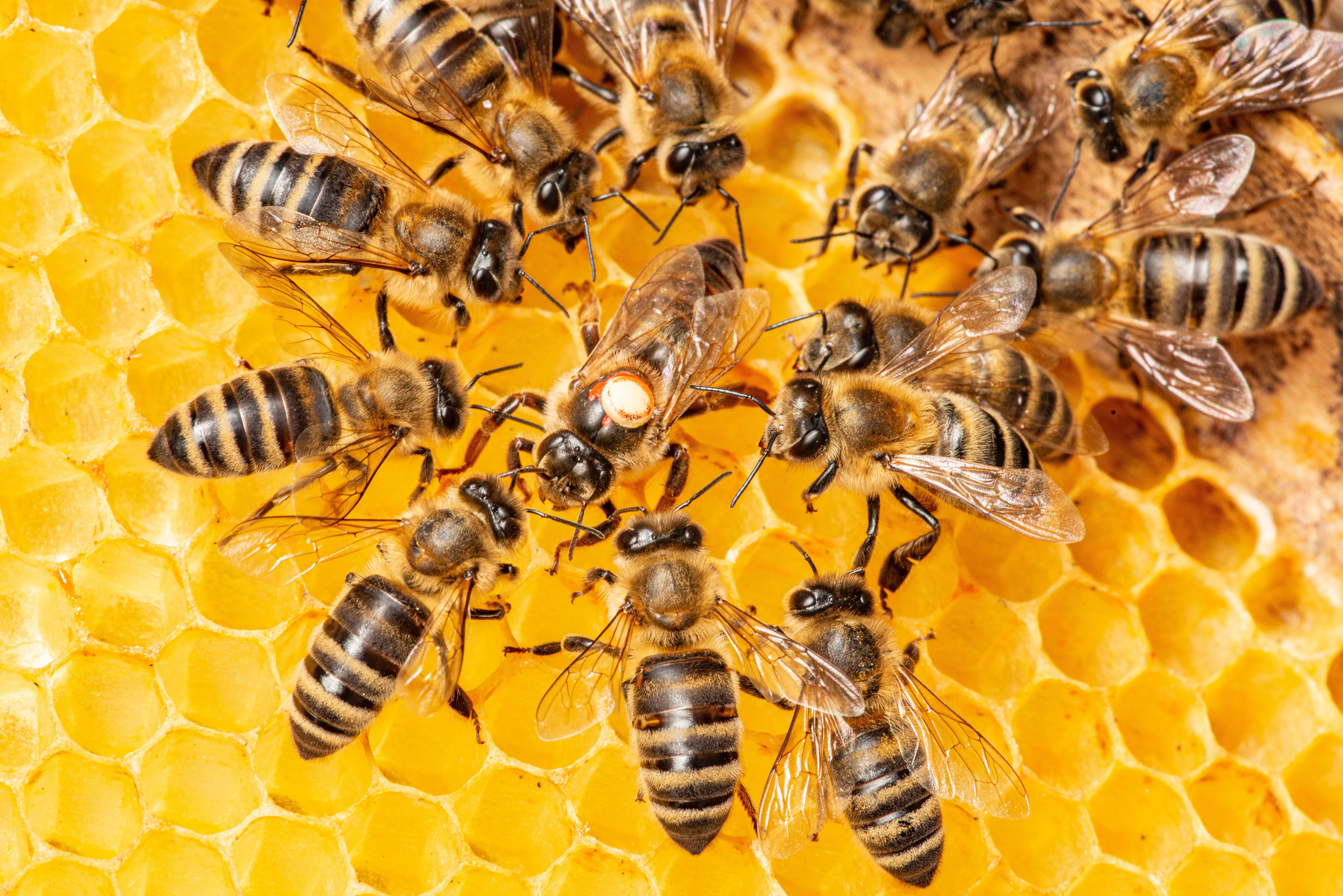 the-queen-apis-mellifera-marked-with-dot-and-bee-workers-aroun