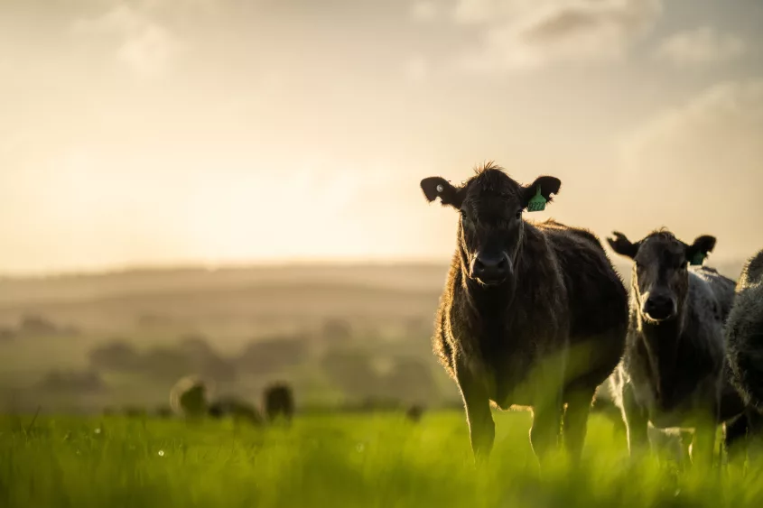 close-up-of-angus-and-murray-grey-cows-eating-long-pasture-in-au