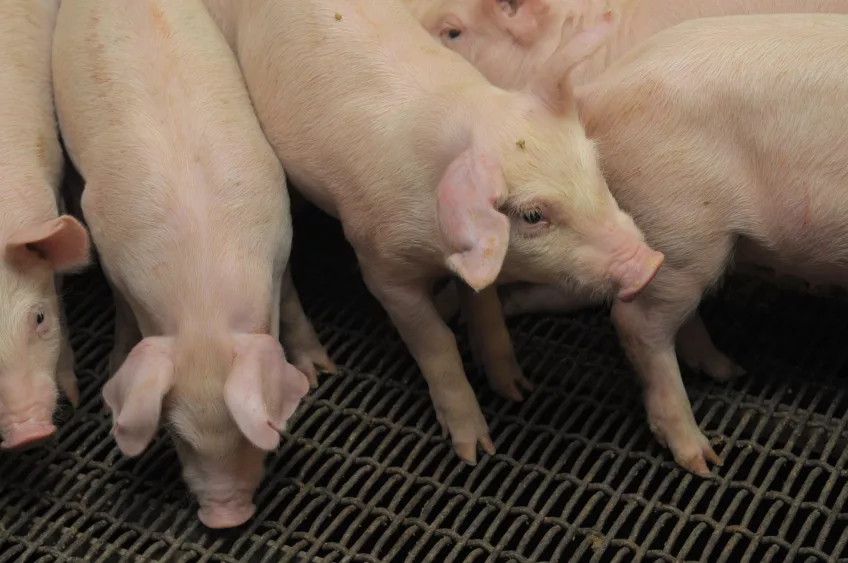 37134256616_9983c8204c_o