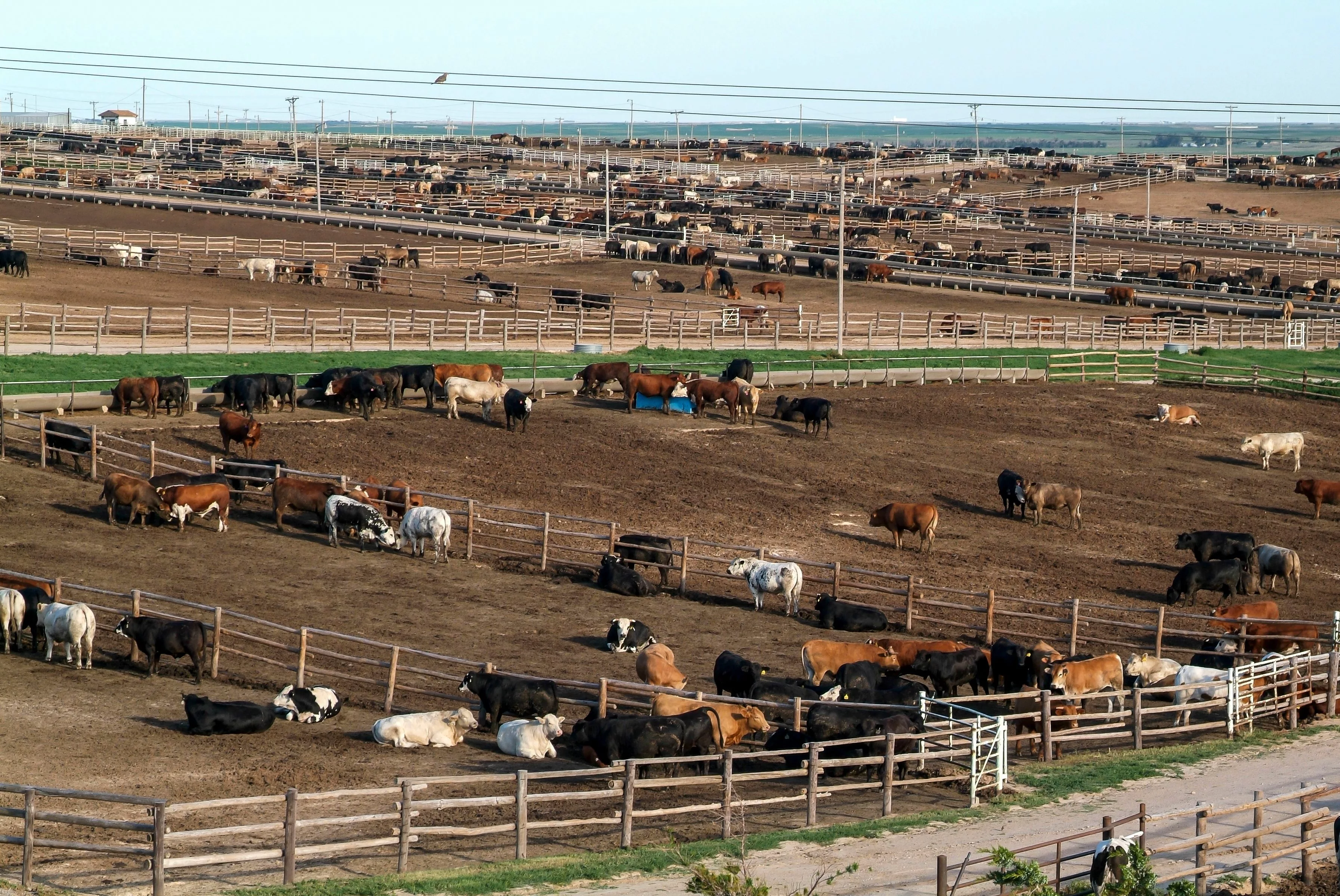 huge-cattle-feed-lot-in-kansas
