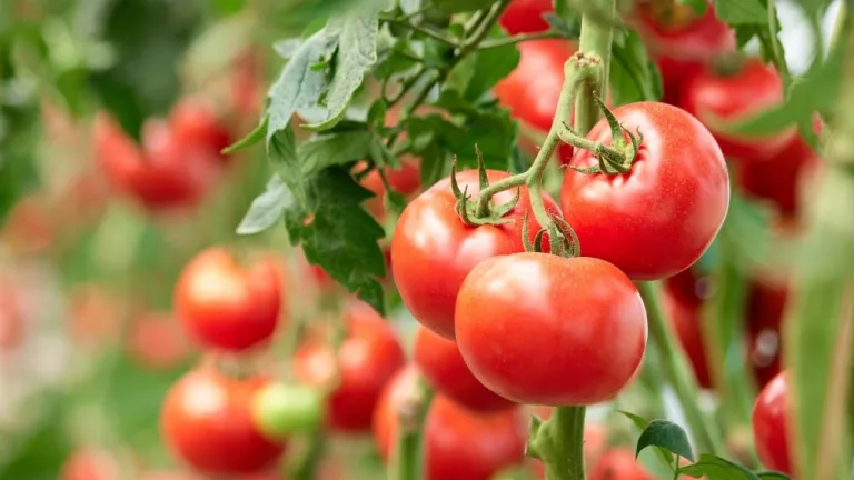 web-photo-template-onecms-1000-x-563-px-4-2