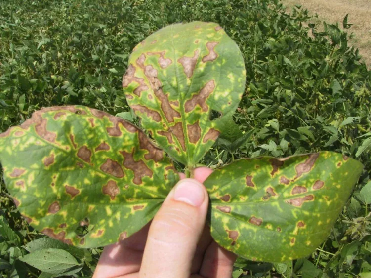 agronomy_photos_soybeans_5288-lowres