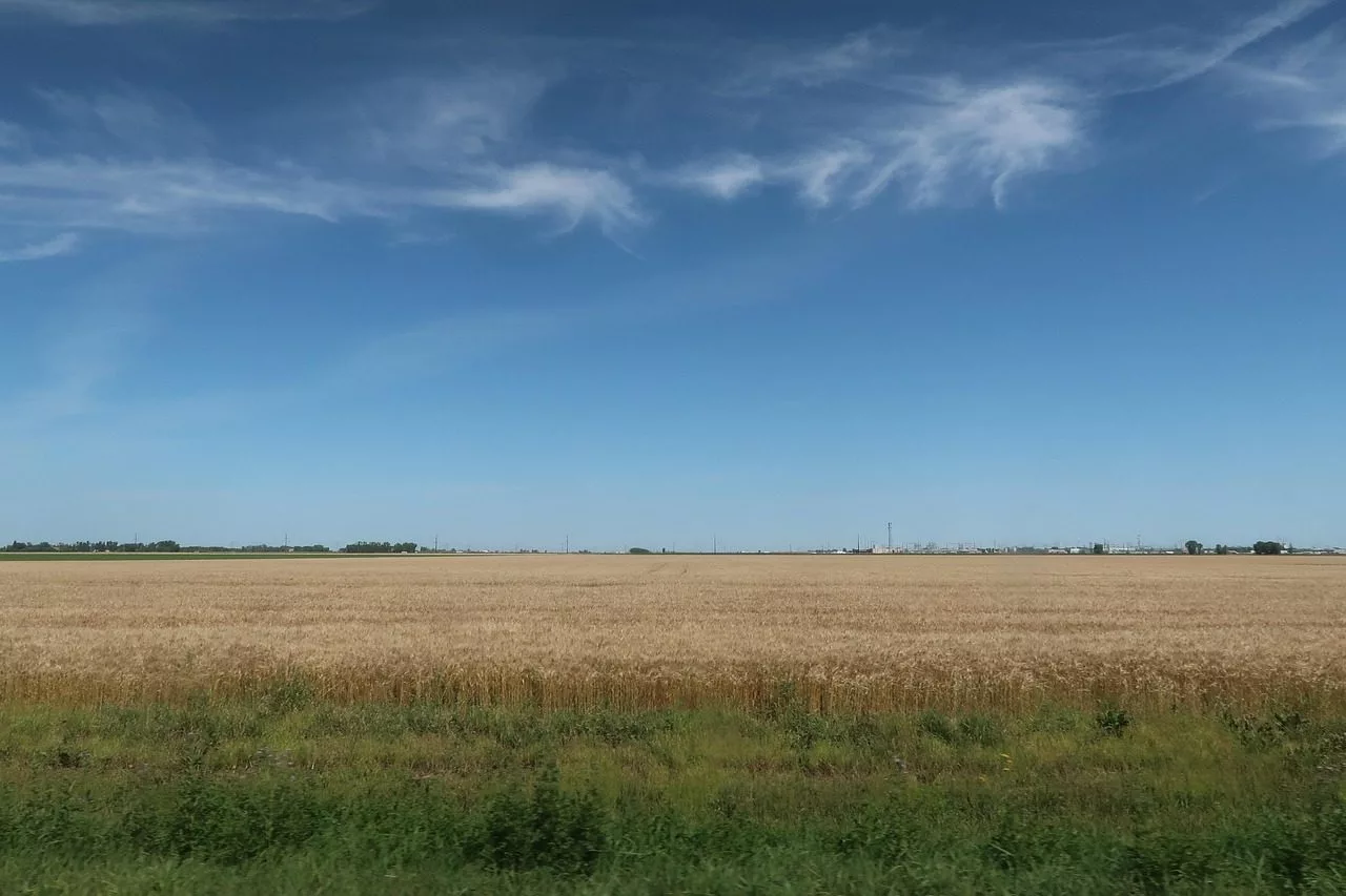 Wide view of a golden wheat field under a clear blue sky, with a distant facility on the horizon.