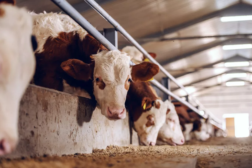 cute-white-and-brown-calf-looking-at-camera-in-barn-meat-industry-concept