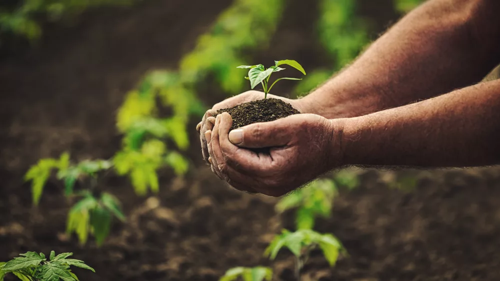 farmer-holding-pepper-plant-in-hands-on-field-homegrown-organic