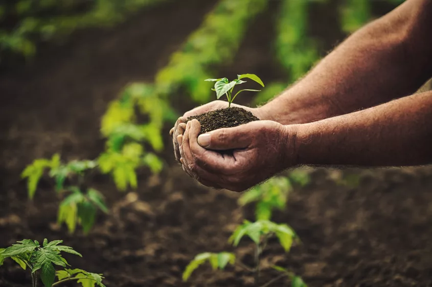 farmer-holding-pepper-plant-in-hands-on-field-homegrown-organic