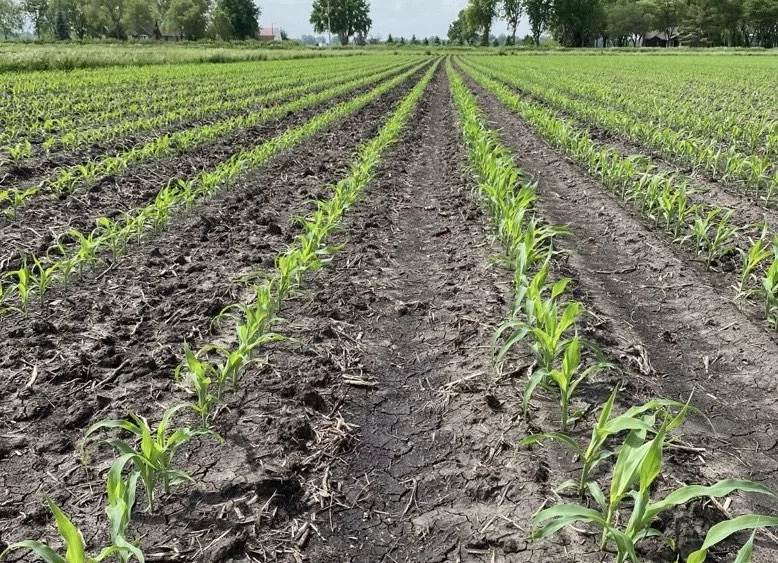 earlyseasoncorn
