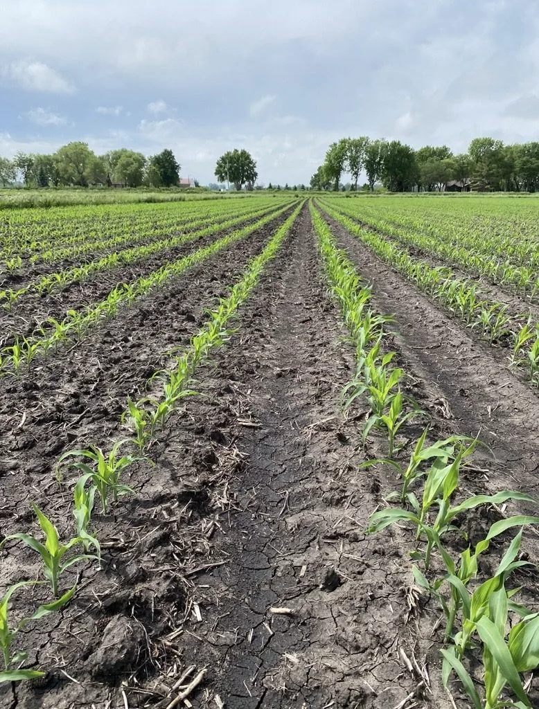 earlyseasoncorn