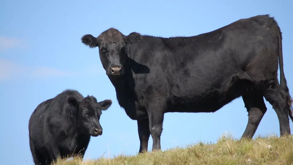 Two black Angus cattle, one adult and one calf, standing on a grassy hill under a clear blue sky.