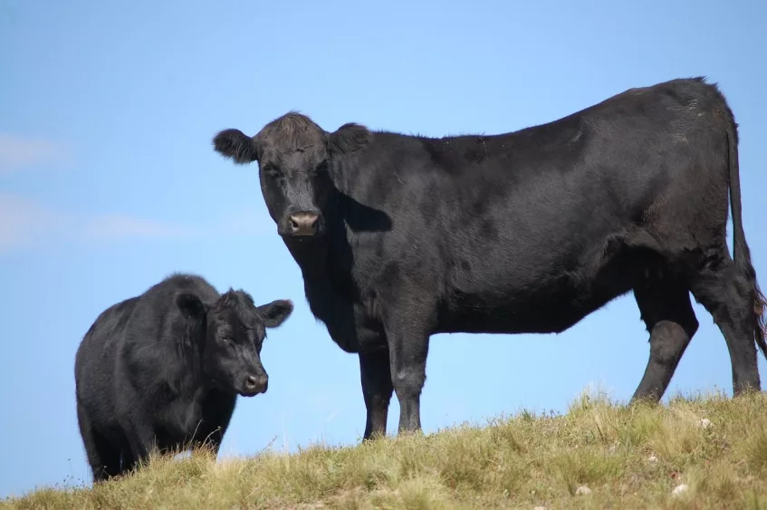 Two black Angus cattle, one adult and one calf, standing on a grassy hill under a clear blue sky.