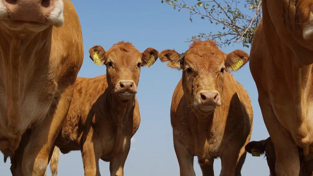 limousin-4720163_1280