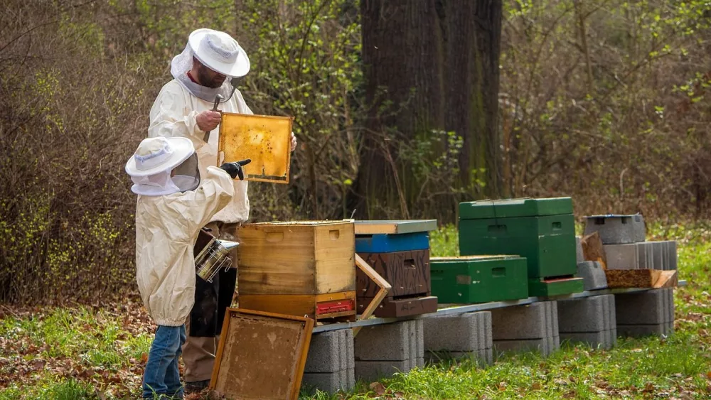 beekeeper-4426003_1280