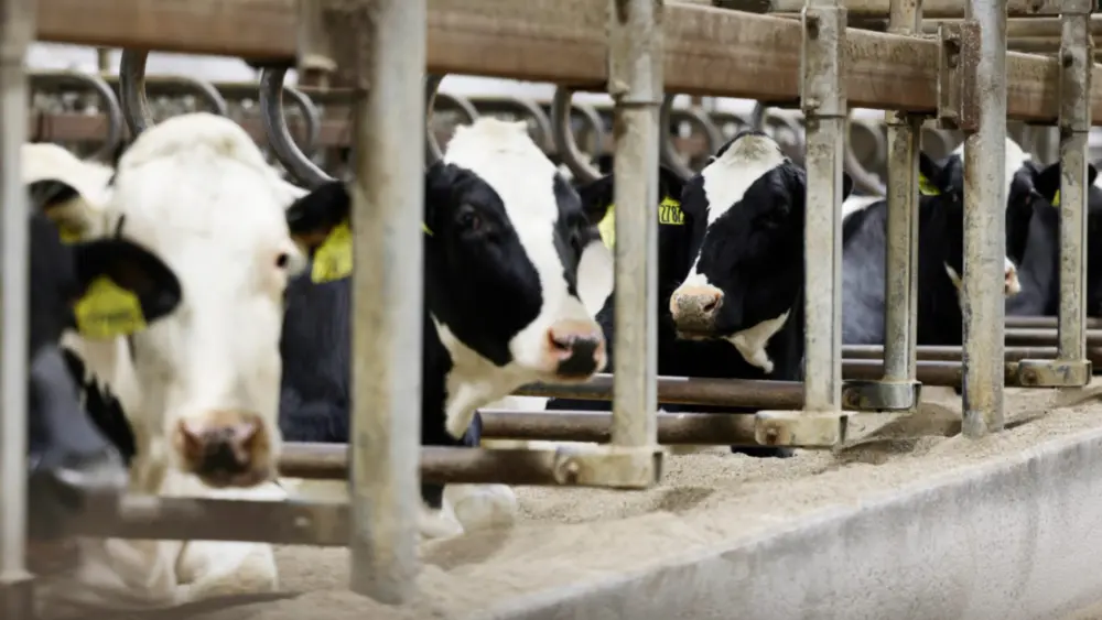 boehringer_dairy-cow-1