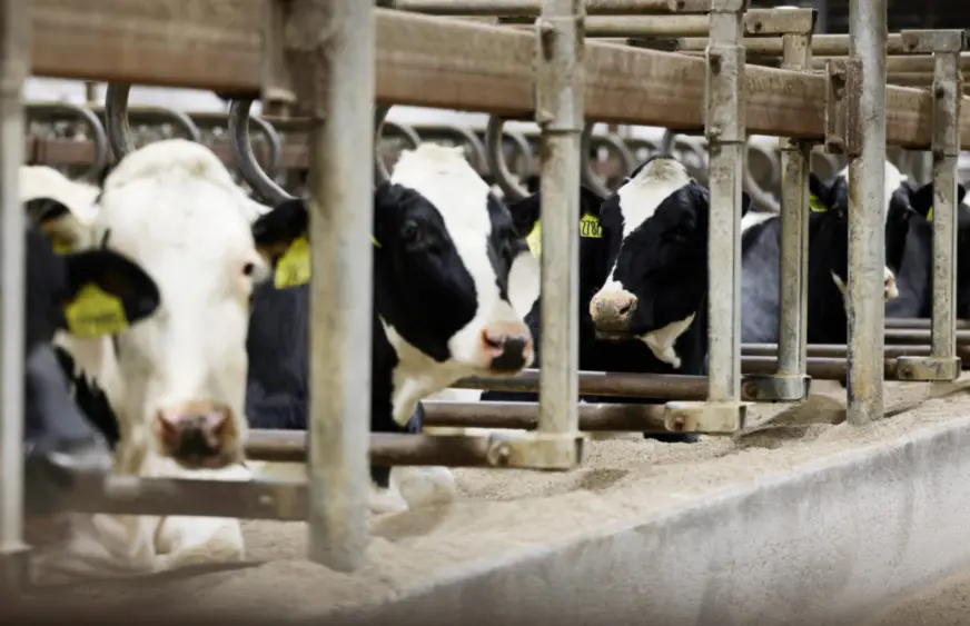 boehringer_dairy-cow-1