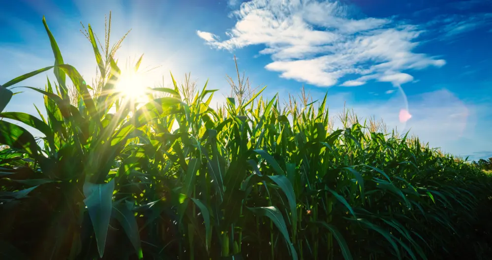 maize-or-corn-on-agricultural-field-with-sunshine-on-blue-sky