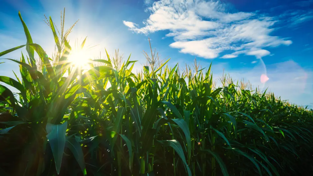 maize-or-corn-on-agricultural-field-with-sunshine-on-blue-sky