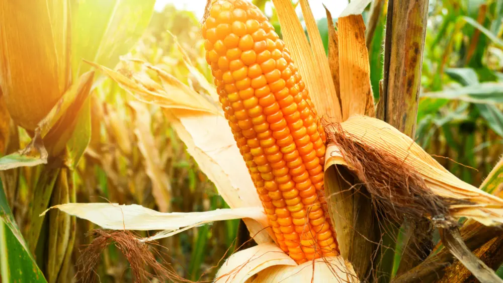 ripe-corn-cob-on-tree-wait-for-harvest-in-corn-field-agriculture