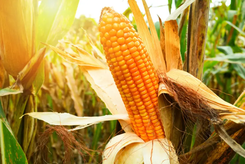 ripe-corn-cob-on-tree-wait-for-harvest-in-corn-field-agriculture