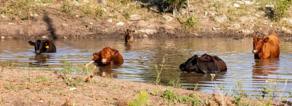 cattle-in-pond-banner