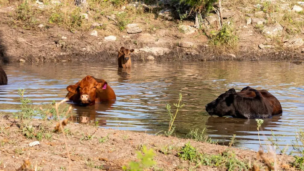 cattle-in-pond-banner