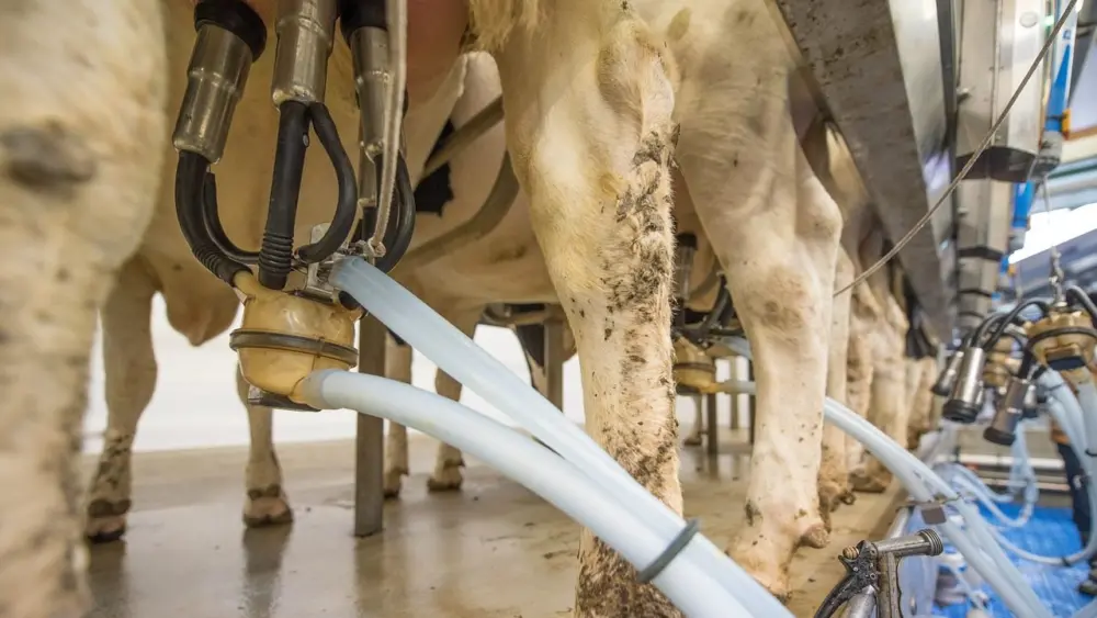 Close-up view of dairy cows being milked using an automated milking machine in a modern milking parlor.