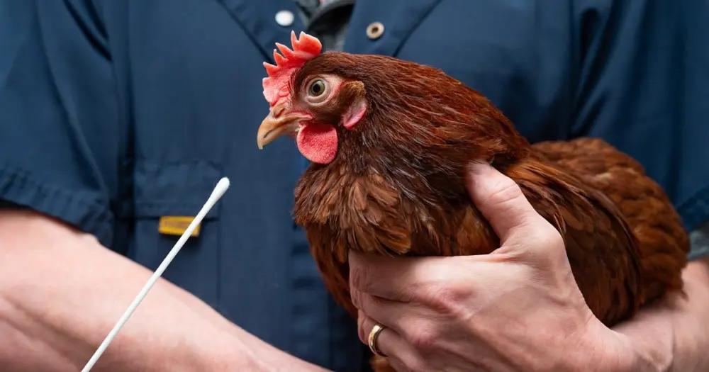 A veterinarian in a navy coat holds a brown chicken while preparing to take a swab sample for testing.