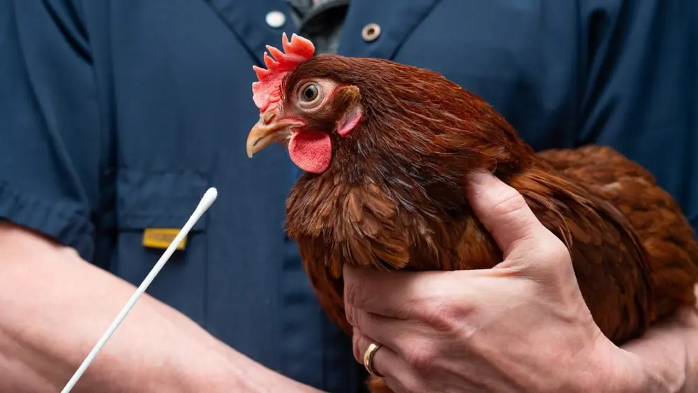 A veterinarian in a navy coat holds a brown chicken while preparing to take a swab sample for testing.