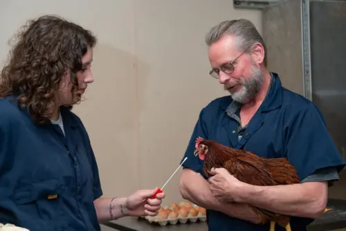 Two veterinarians in navy uniforms conduct a health check on a brown chicken using a swab, with cartons of eggs visible in the background.