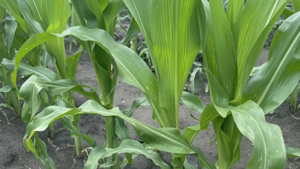 n-deficient-corn