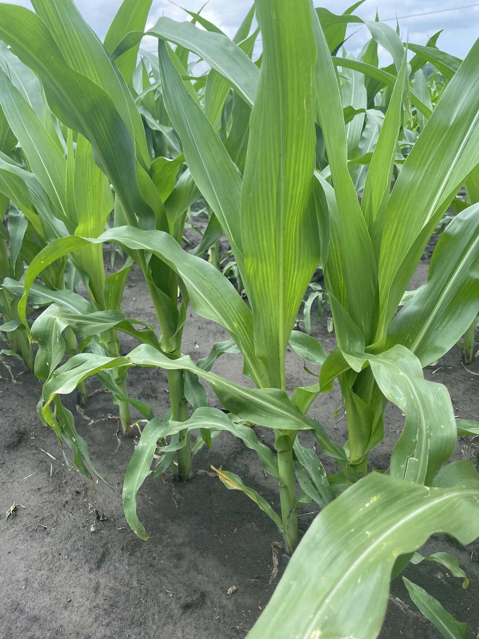 n-deficient-corn