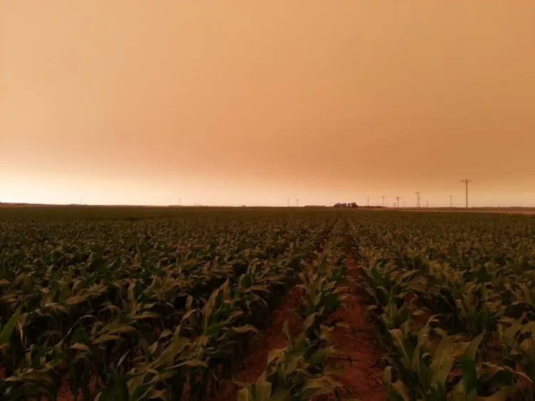 agronomy_photos_corn_8647-lowres