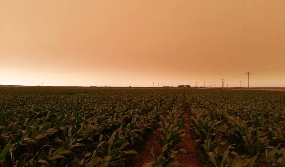 agronomy_photos_corn_8647-lowres