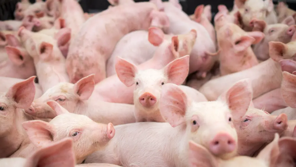 small-pigs-at-the-farmswine-in-the-stall-meat-industry
