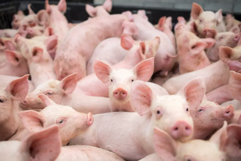 small-pigs-at-the-farmswine-in-the-stall-meat-industry