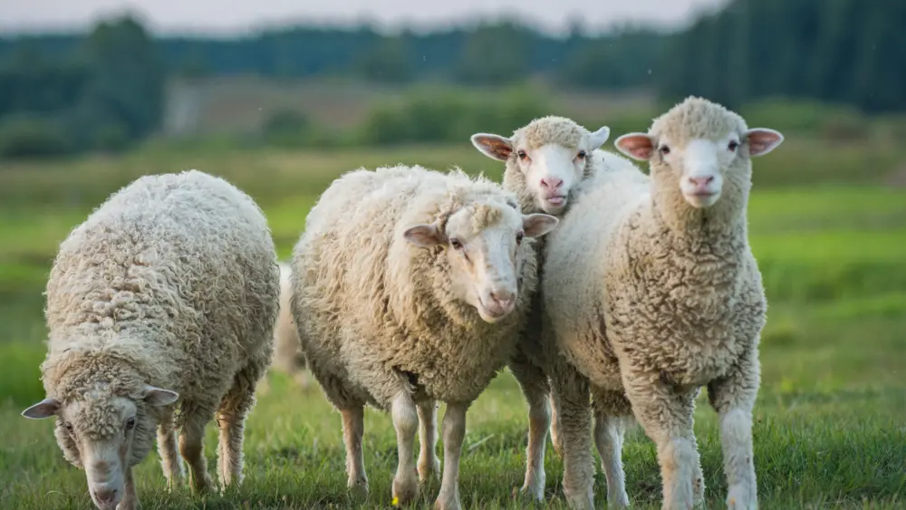 sheep-and-lambs