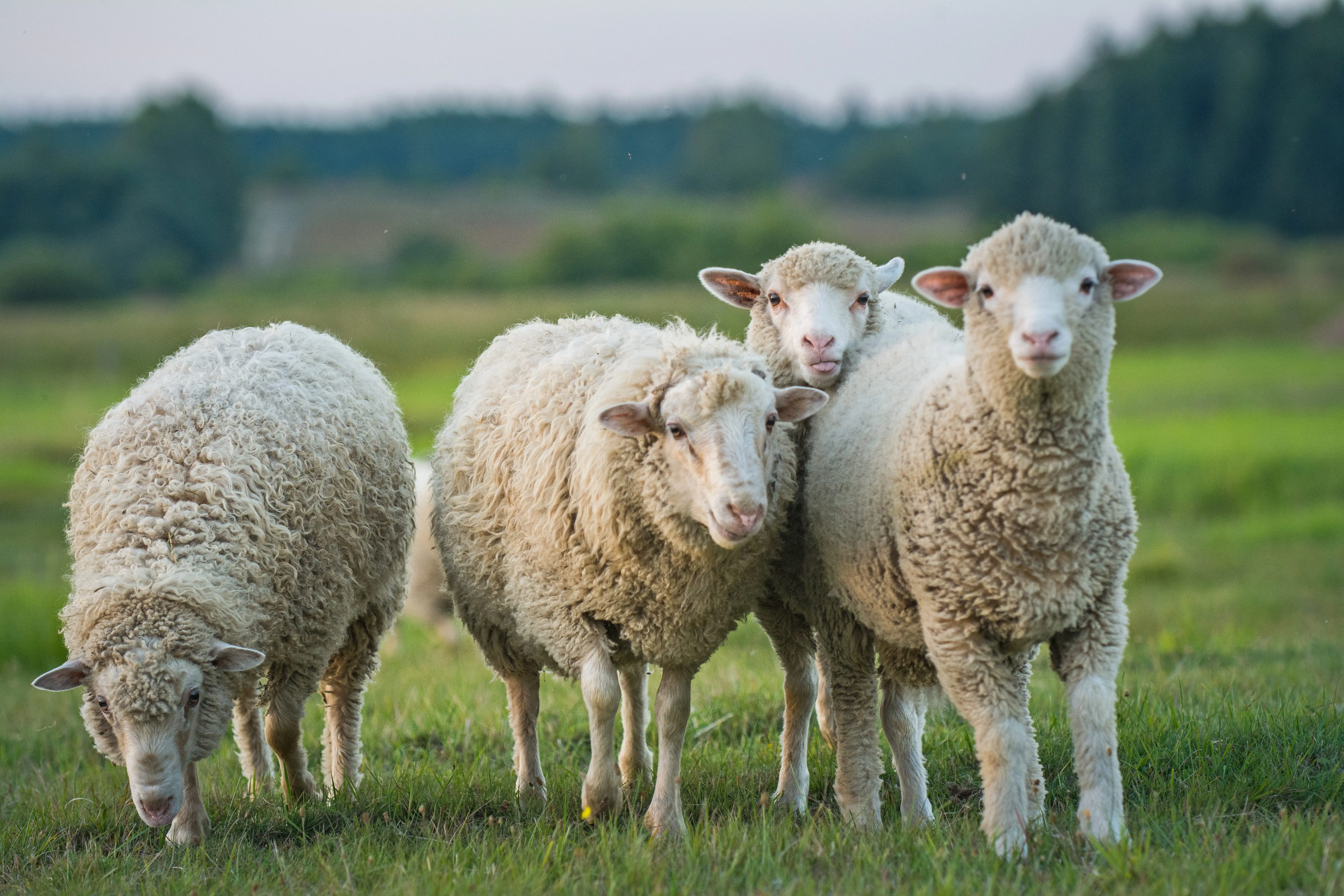 sheep-and-lambs