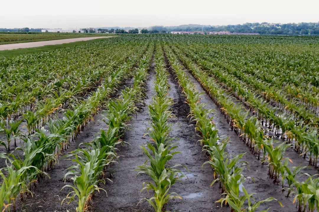 agronomy_photos_corn_6721-lowres